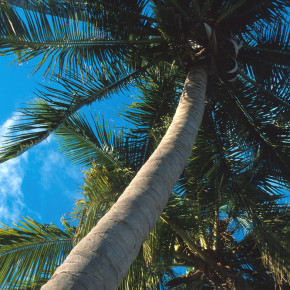 The Palms of Paradise The Palms of Paradise