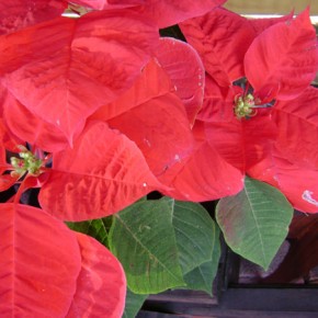 Poinsettias, Flor de Noche Buena, (“Christmas Flower”) in Spanish, are native to Mexico