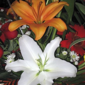 Lilies