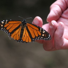 Butterfly at rest