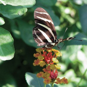 Heliconius Charithonia