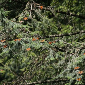 Sunning Monarchs