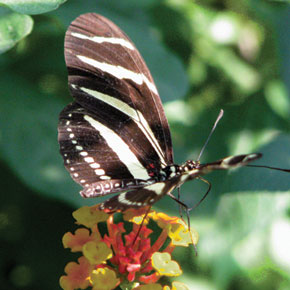 Butterflies of the Zihuatanejo Area Butterflies of the Zihuatanejo Area
