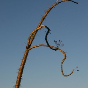 A Twisted Boojum