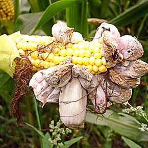 The Indigenous Ingredients The Indigenous Ingredients