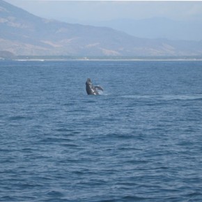 Whale watching in Zihuatanejo Whale watching in Zihuatanejo