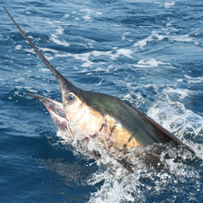 The Secret to Raising Fish The Secret to Raising Fish