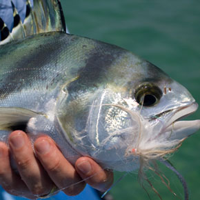 World Class Roosterfish World Class Roosterfish
