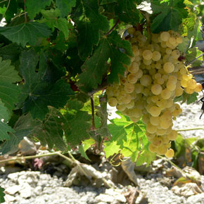 Mexico’s Wine Country Mexico’s Wine Country