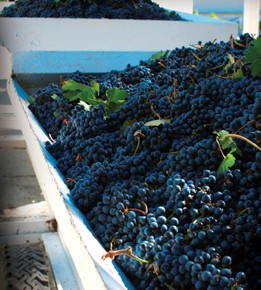 The Mexican Wine Oasis The Mexican Wine Oasis