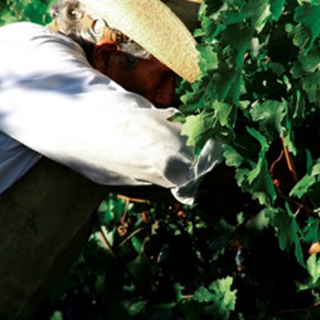 The Mexican Wine Oasis The Mexican Wine Oasis