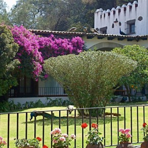 Garden at Museo Dolores Olmedo