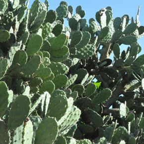 Nopales Nopales