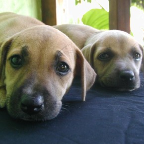 Animal Protection Society Hosts Sterilization Campaign Animal Protection Society Hosts Sterilization Campaign