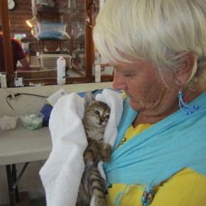 Animal Protection Society Hosts Sterilization Campaign