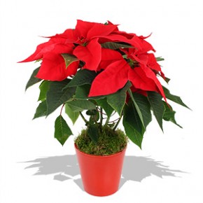 la flor de Nochebuena, Cross-cultural beauty la flor de Nochebuena, Cross-cultural beauty