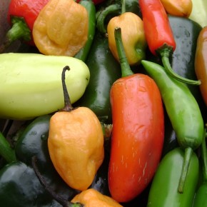 Chiles: The definitive spice of Mexico Chiles: The definitive spice of Mexico