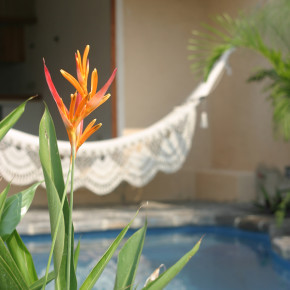 Tropical Houseplants 101 Tropical Houseplants 101