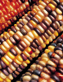 Gastronomia Nortena Gastronomia Nortena
